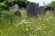 Flowers in the old churchyard