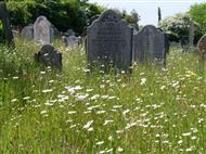 Gravestones with ox-eye daisys