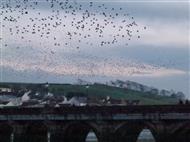 Flocks of starlings in flight seen against the backdrop of East-the-Water